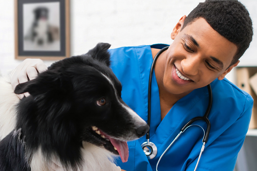 A smiling veterinary professional in blue scrubs and a stethoscope examines a black and white border collie in a clinic setting.